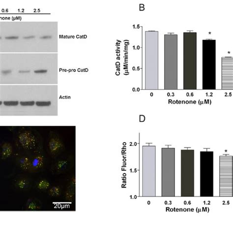 Lysosomal Activity A Comparison Of Protein Levels Of Mature