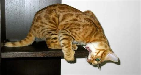 Bengal Cat Behavior Problems