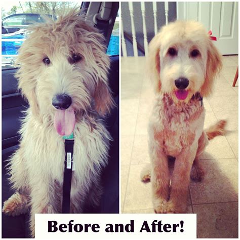 Goldendoodles summer hair-do!! | Goldendoodle haircuts, Goldendoodle, Dog haircuts