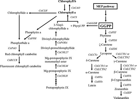 Metabolic Pathway Involved In The Metabolism Of Carotenoid And Download Scientific Diagram