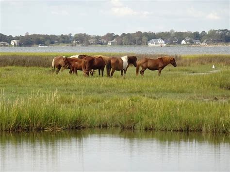 Assateague Island National Seashore 2020 All You Need To Know Before You Go With Photos