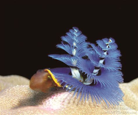 Christmas Tree Worm Great Barrier Reef  Catherine Howard Flickr