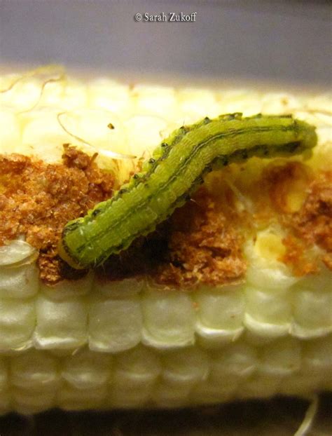 Corn Earworm Eggs