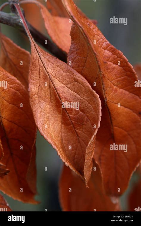 Plum Tree Autumn Hi Res Stock Photography And Images Alamy