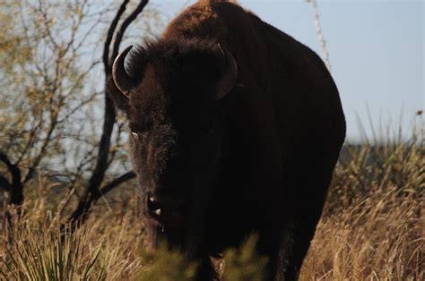 Bison Near Lake Theo - Caprock Canyons State Park, Texas Photograph by ...