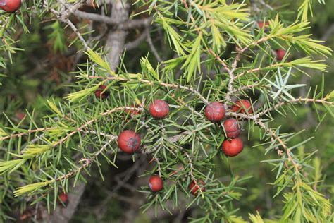 Son Sabinas O Son Enebros El G Nero Juniperus En Nuestro Entorno