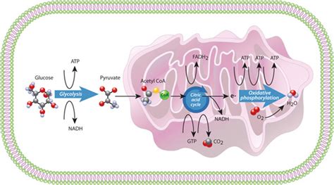 Cellular Respiration Ap Biology Portfolio