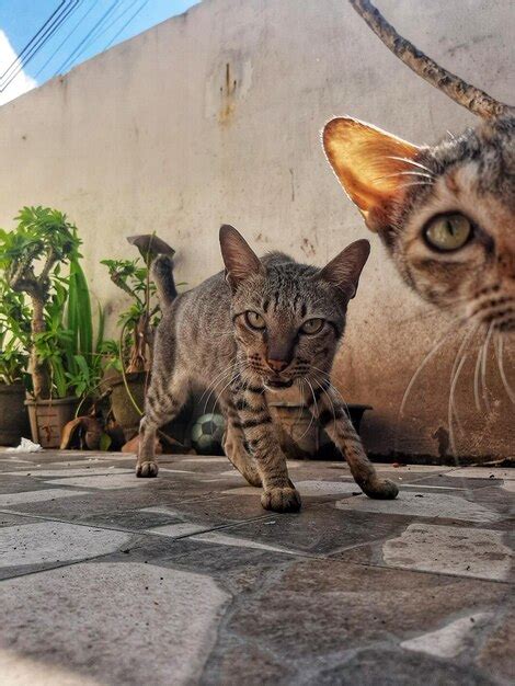 Premium Photo Portrait Of Tabby Cat On Footpath