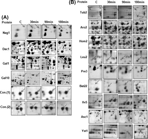 Figure 2 From Quantitative Proteomics And Metabolomics Approaches To Demonstrate N Acetyl D