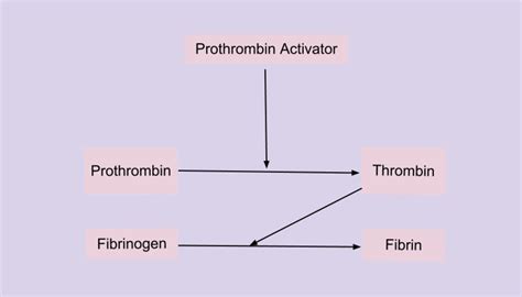 How Blood Clots Platelets And The Coagulation Cascade Owlcation