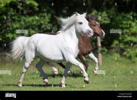 Shetland Pony Adult Gray Mare And Skewbald Mare Trotting On A Pasture