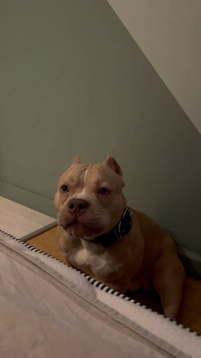 Собака- манипулятор🙈#americanbully#shorts - YouTube