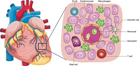 Immune Anatomy In The Resting Heart Macrophages Make Up The Majority