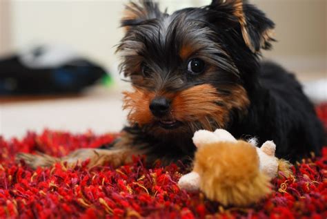 Yorkshire Terrier Puppy Training Tips | 1001doggy.com