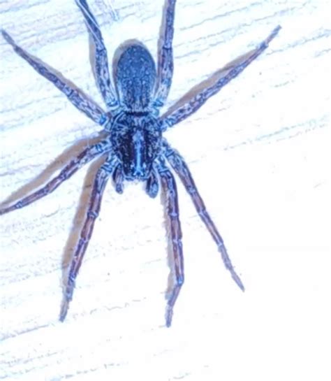Is This A Wolf Spider Ny Us Rspiders