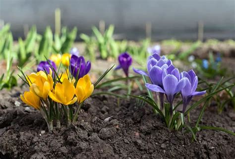 Growing Guide Tips For Growing Crocus Garden Lovers Club