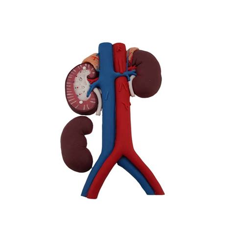 China Kidney Anatomical Model Manufacturers Suppliers Factory Meiwo