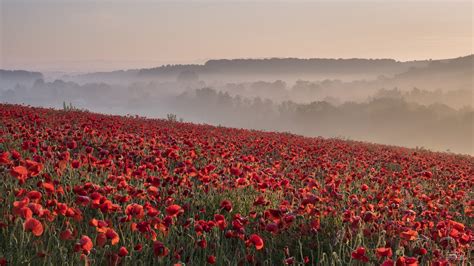 Poppy Hd Sunrise Red Flower Hd Wallpaper Rare Gallery