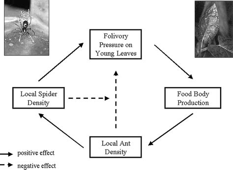 1 Proposed Positive Feedback Loop For P Obliquum Download Scientific Diagram