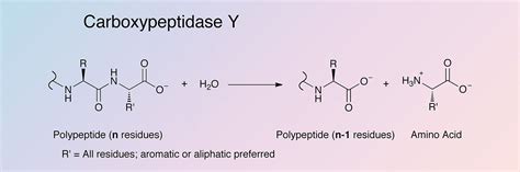 Carboxypeptidase Y Worthington Enzyme Manual Worthington Biochemical