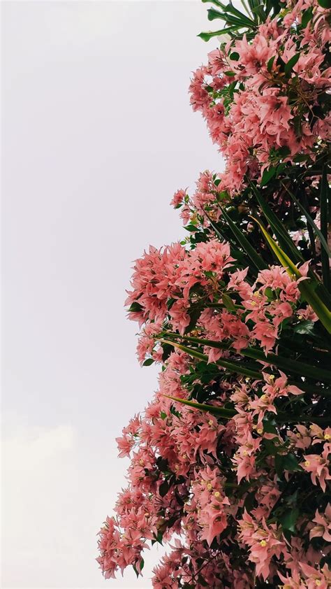 Pink flowers | White wallpaper, Pink flowers, Flowers