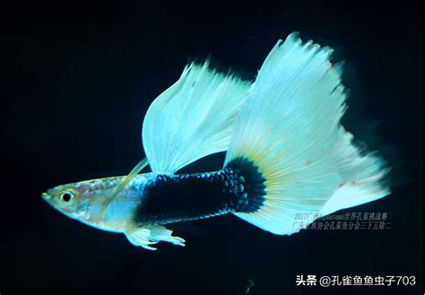 簡談孔雀魚中深受廣大魚友喜歡的藍尾禮服白子的選種、提純和維繫 頭條匯