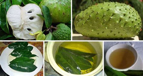 How To Use The Leaves Of Soursop To Kill Cancer Cells