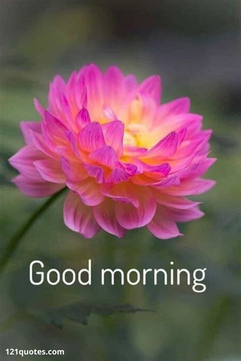 Top Beautiful Good Morning Hd Images Amazing Collection