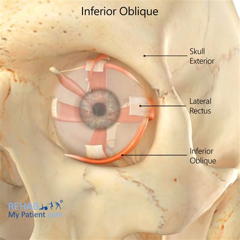 Inferior Oblique Eye Movement