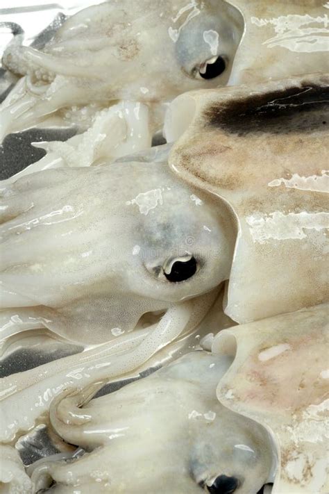 Cuttlefish Uncooked Squid Mediterranean Seafood Stock Image Image Of