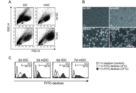 Morphology And Fitc Dextran Uptake Of 3d Mdc And 7d Mdc The Size And Download Scientific