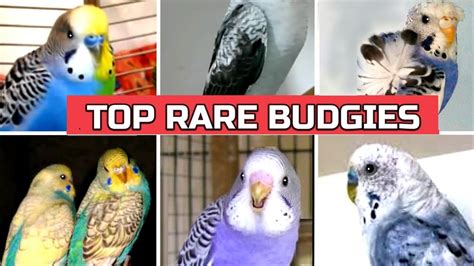 Rare Budgies Mutations And Colors Youtube