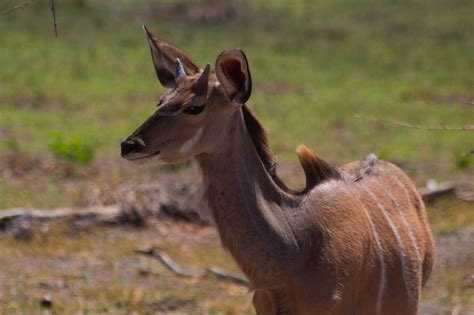 Kudu Antelope Africa - Free photo on Pixabay - Pixabay