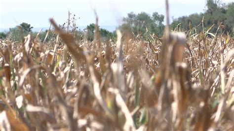 Pega Falta De Lluvias Al Campo Milpas Y Sorgo Son Los M S Afectados N