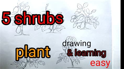 5 Shrubs Plant Drawing And Learning Easy5 Plant Projectbrinjal