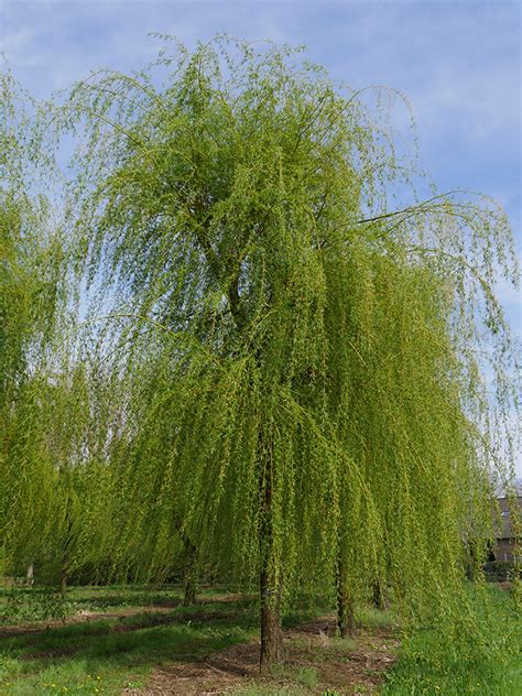 Salix Sepulcralis Chrysocoma Salix Sepulcralis Chrysocoma Van