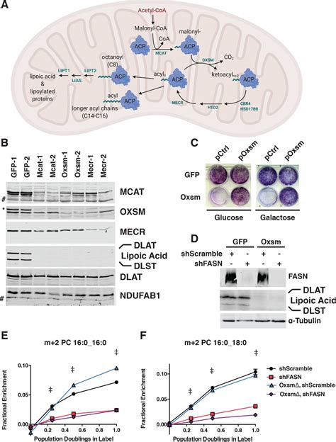 Mitochondrial fatty acid synthesis coordinates oxidative metabolism in mammalian mitochondria ...