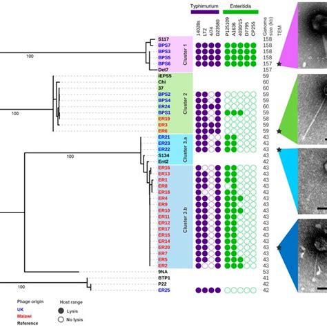 Phylogenetic And Phenotypic Characterisation Of Related Isolated