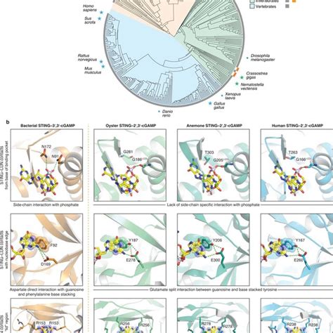 Structure Guided Analysis Of Sting Phylogenetic Conservation And Cyclic