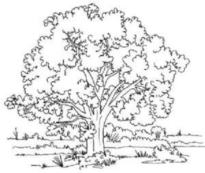 Desenhos De Florestas Bosques E Matas Para Colorir Em Casa