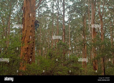 árbol de gloucester fotografías e imágenes de alta resolución Alamy