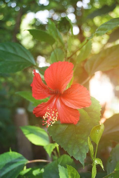 Flor Roja Del Syriacus Del Hibisco Imagen De Archivo Imagen De