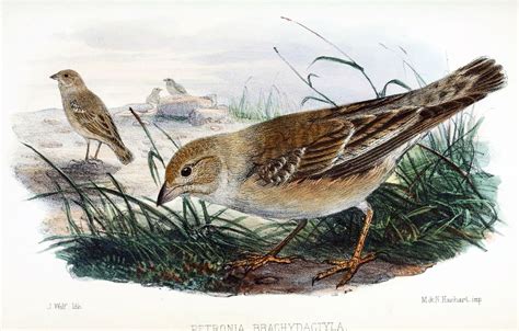 Download Brown Thrasher, Bird, Wildlife. Royalty-Free Stock ...