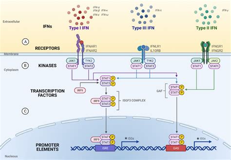 Off Balance Interferons In COVID 19 Lung Infections EBioMedicine