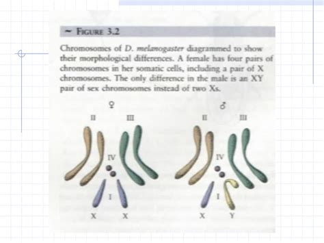 第三章 性别决定和性相关遗 性别决定（sex Determination） 性别分化（sex Differentiation Ppt Download