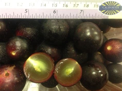 Muscadine Grapes - California Specialty Farms