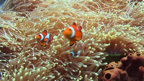 Clownfish. Also Known As Anemonefish In Sea Anemone At Coral Reef Of ...