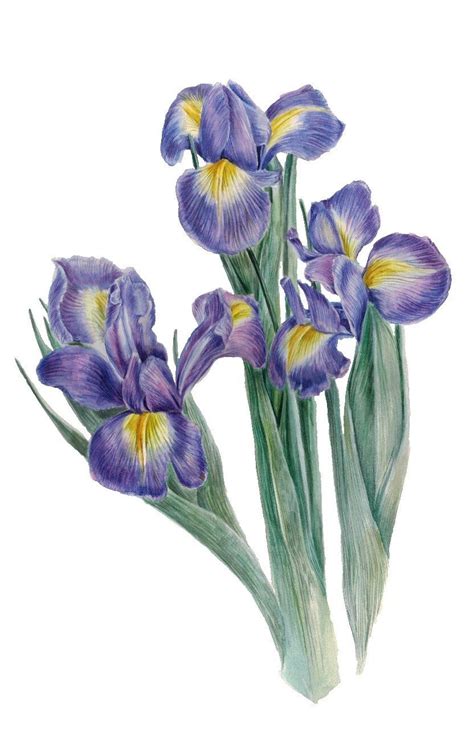 Поэтапное рисование ириса (много фото) - drawpics.ru
