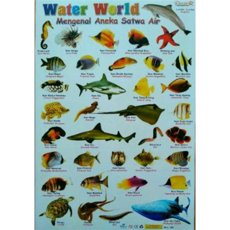 Jual Poster Edukasi Mengenal Hewan Laut Indonesia Shopee Indonesia Riset