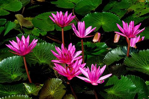 39 Gambar Bunga Teratai Asli Gambar Minimalis